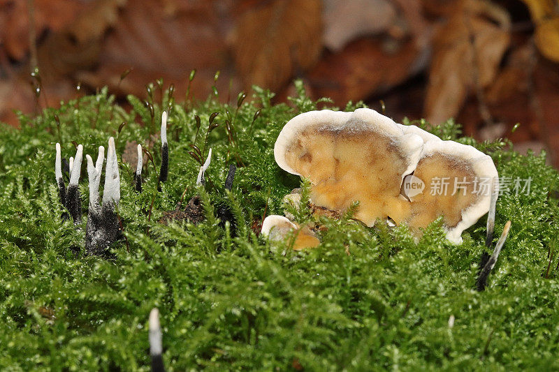 Xylaire du bois - Candlesnuff Fungus (Xylaria hypoxylon) & Tramète versicolore - Turkey-tail (Trametes versicolor).